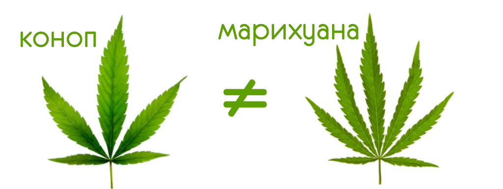марихуаната и конопа са различни видове растения